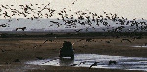 sable